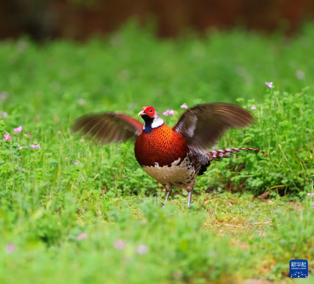 年培育一观鸟产业-新华网澳门新葡京福建明溪：十(图1)